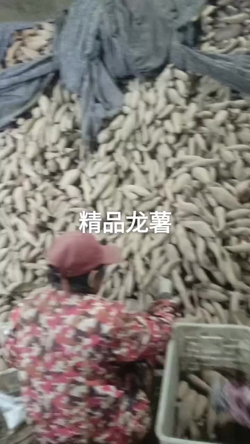 龙薯九，沙土地
