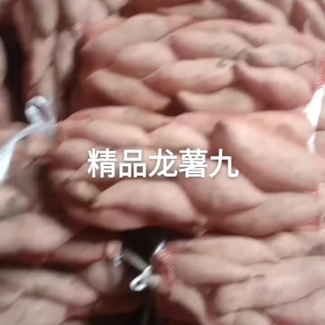 龙薯九，沙土地