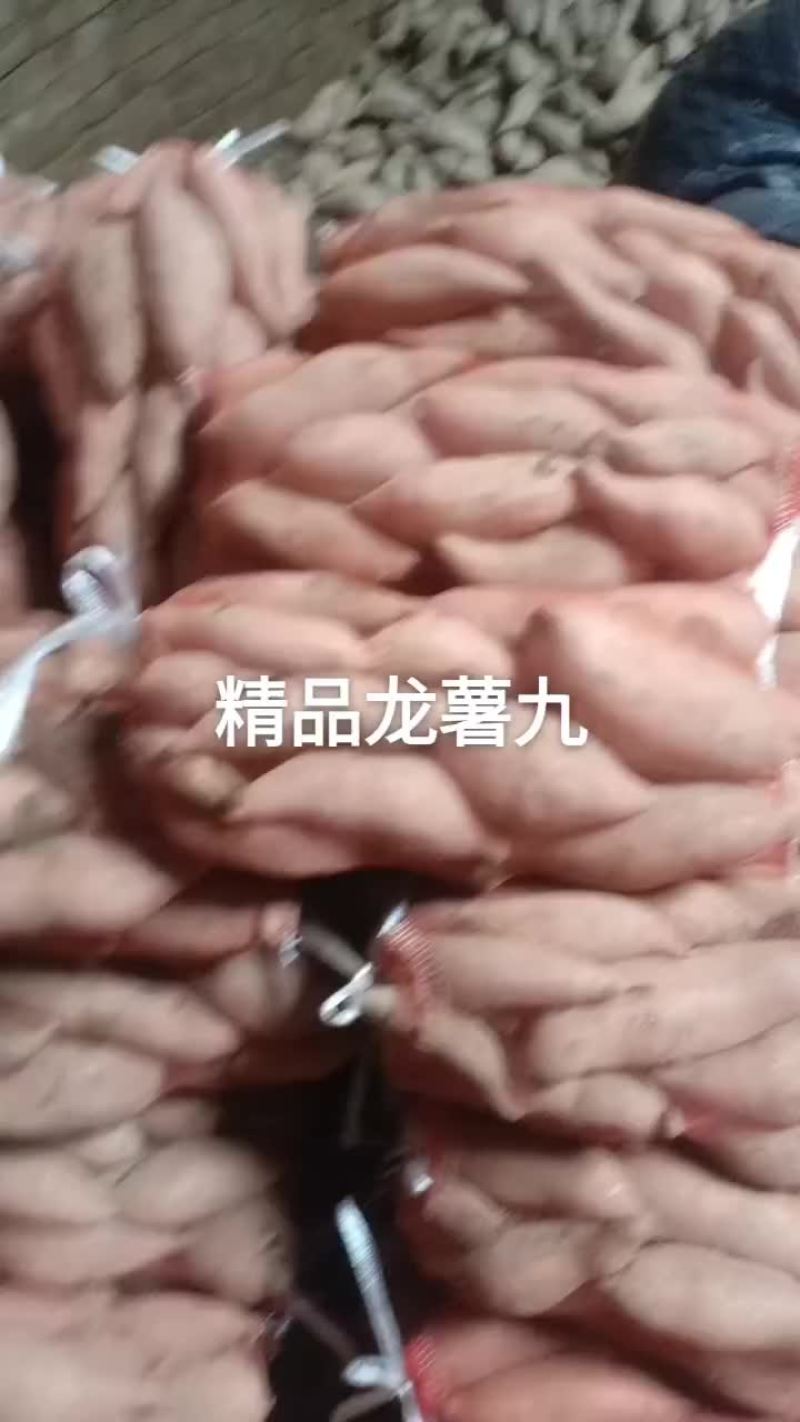 龙薯九，沙土地
