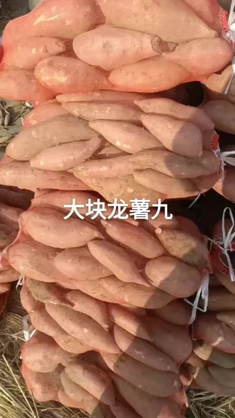 龙薯九，沙土地