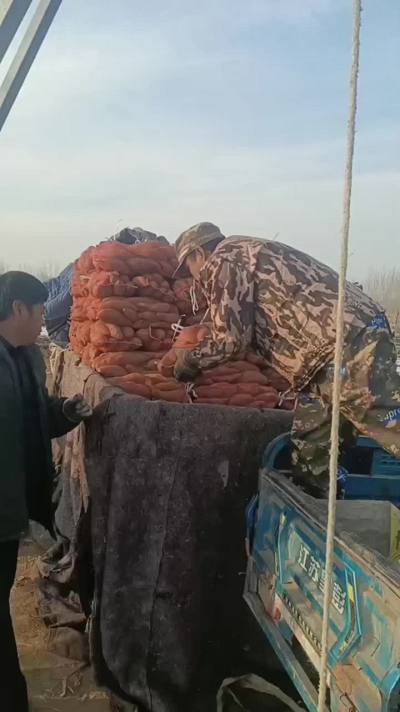 龙薯九，沙土地