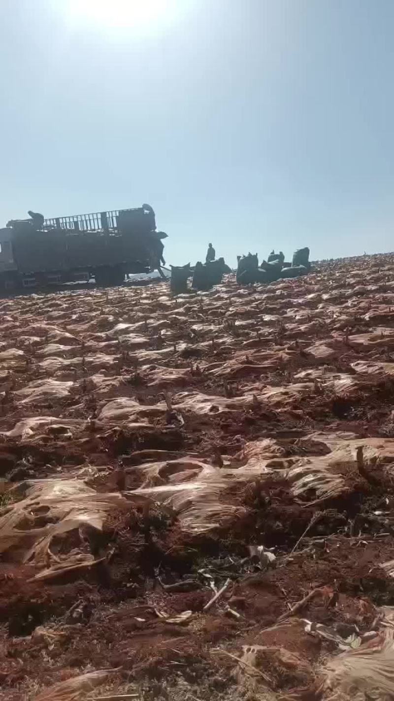 玉米糠