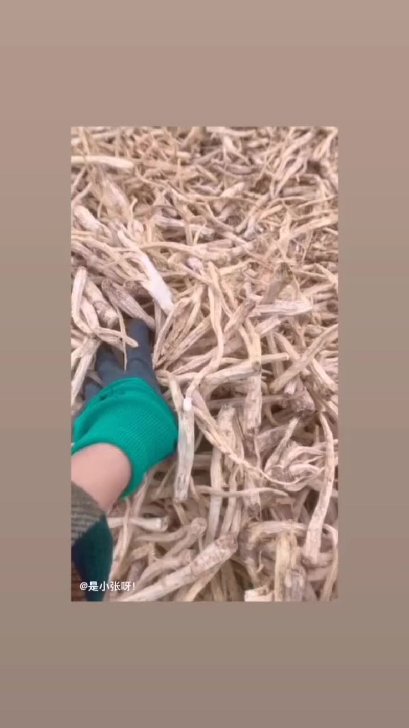 桔梗统货
