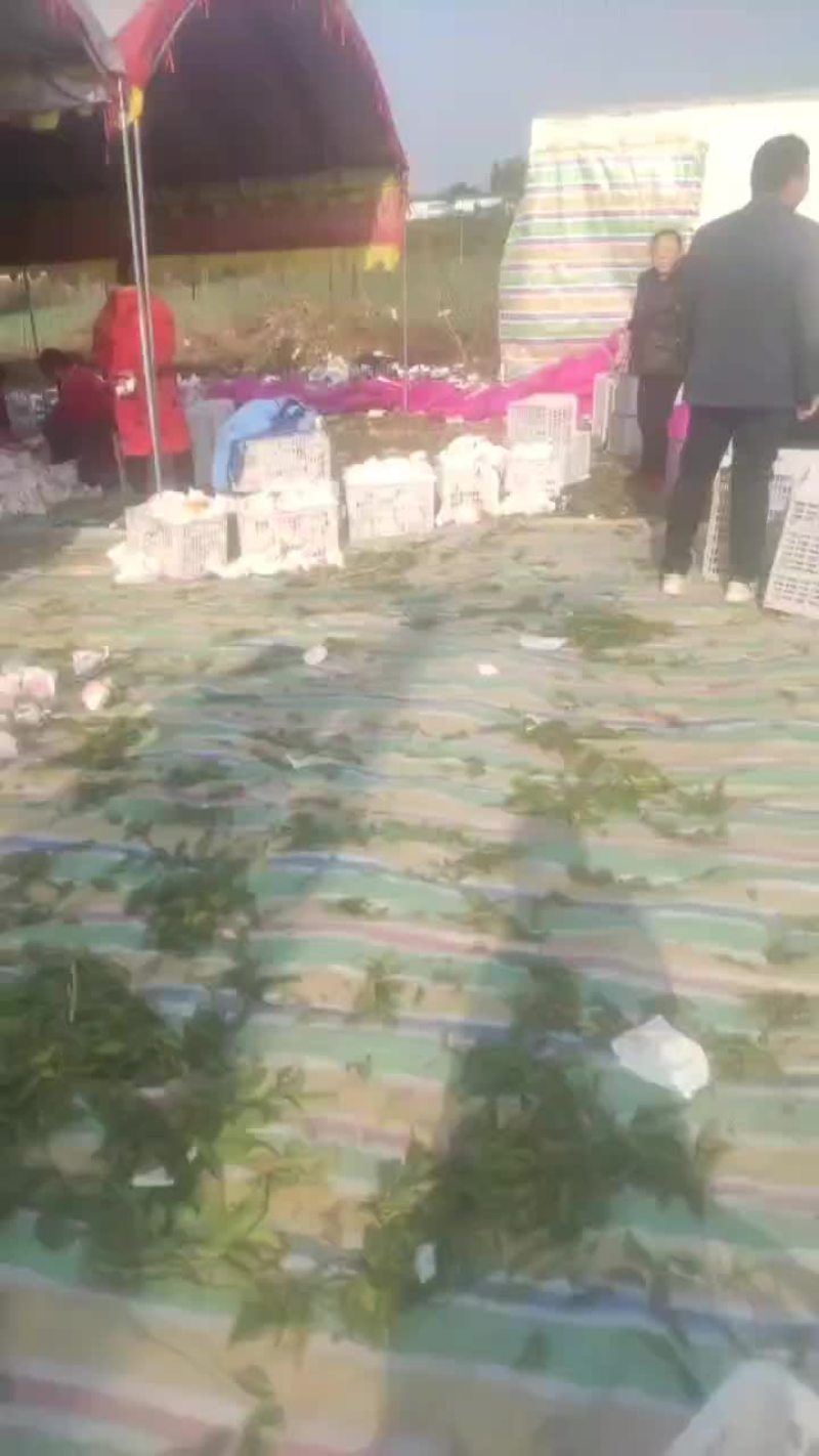 耙耙柑70起步产地一手货源品质保障甜度高品质好欢迎咨询
