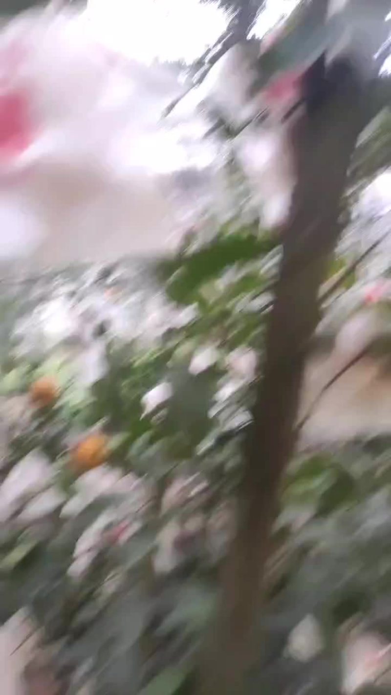 耙耙柑70起步产地一手货源品质保障甜度高品质好欢迎咨询