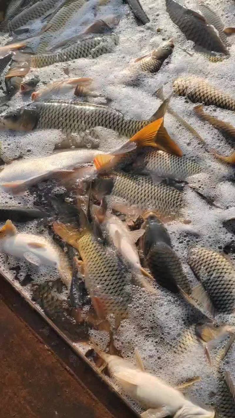 鲤鱼