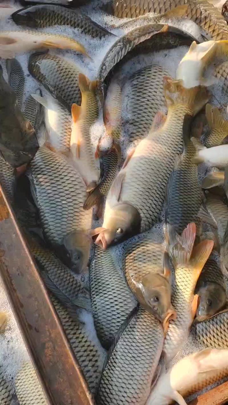 鲤鱼