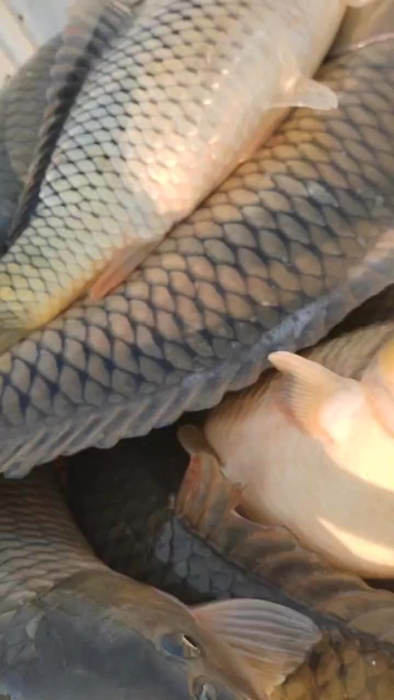 鲤鱼