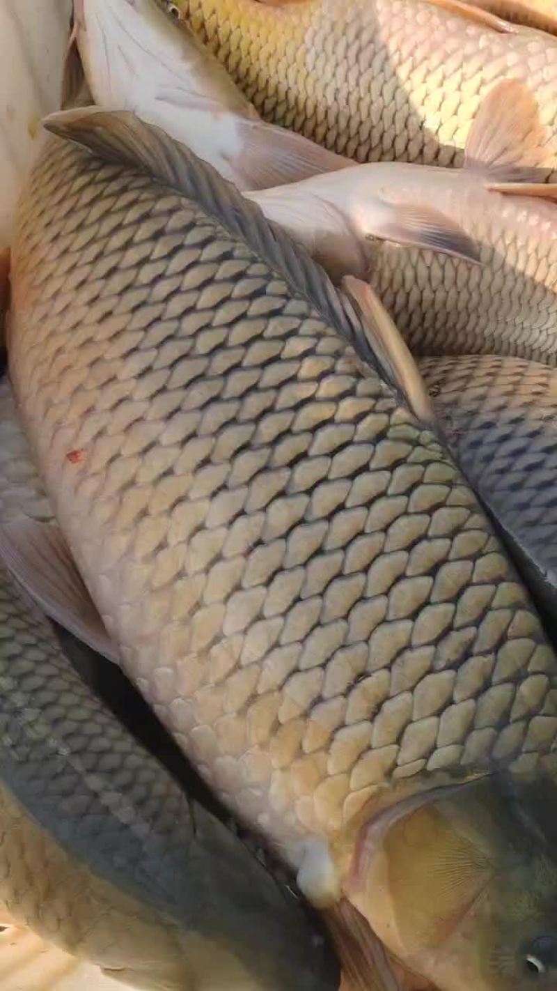 鲤鱼