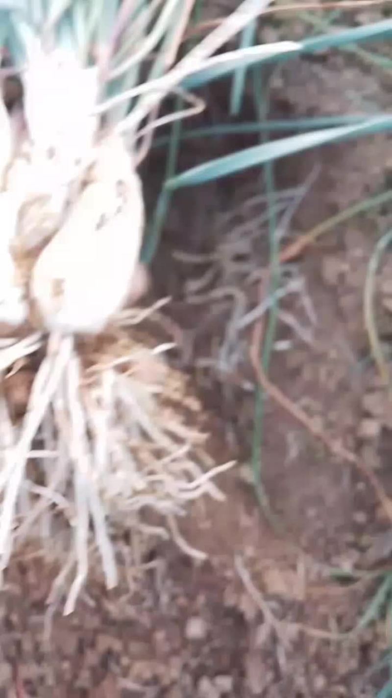 荞头