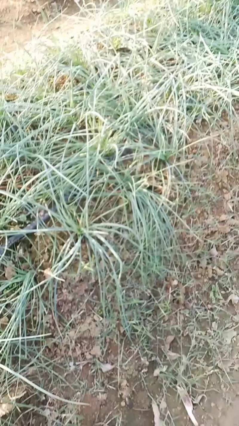 荞头