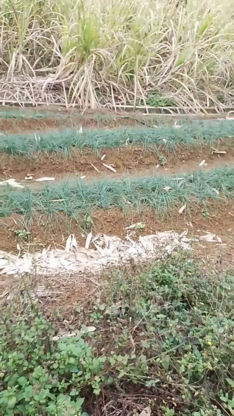 荞头