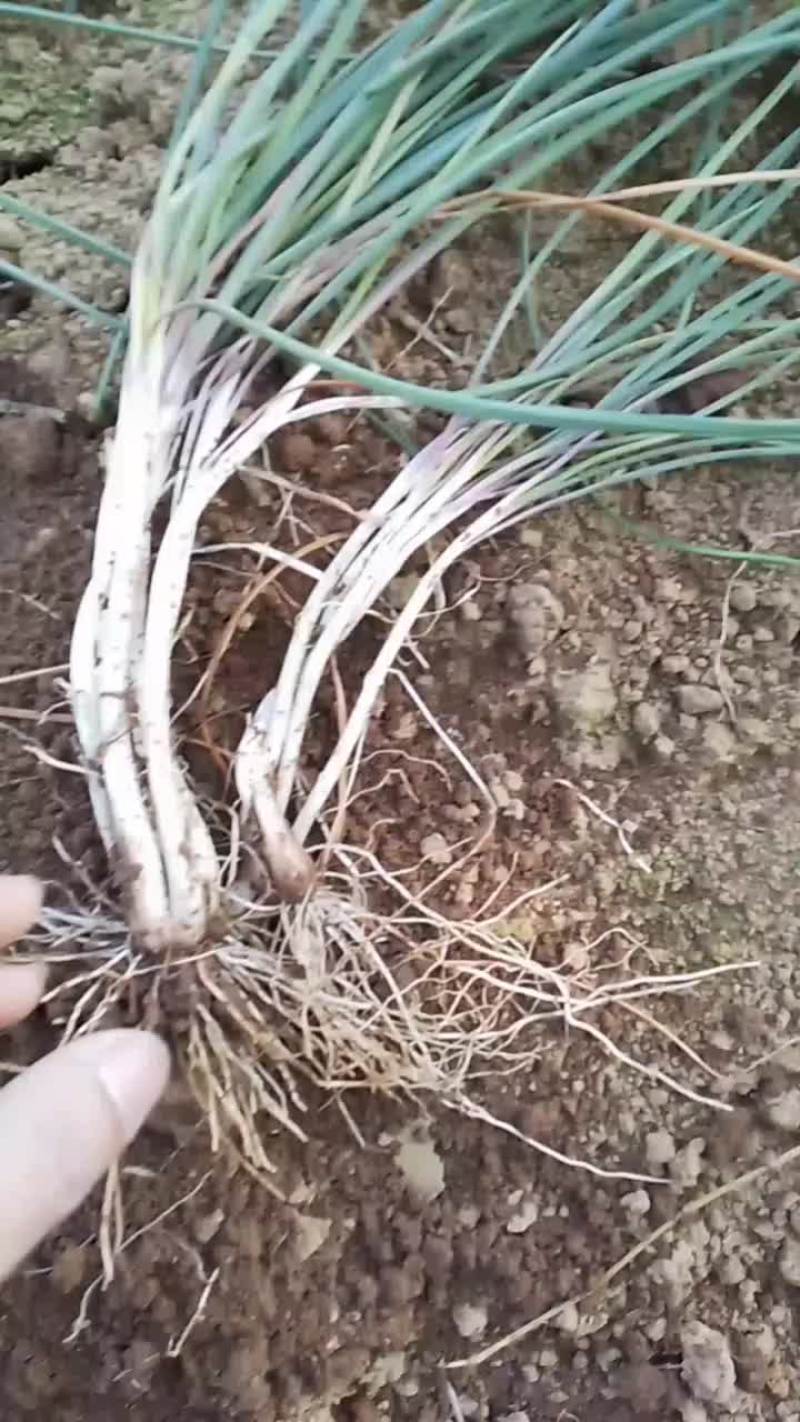 荞头