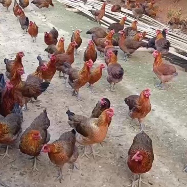 崇仁麻鸡