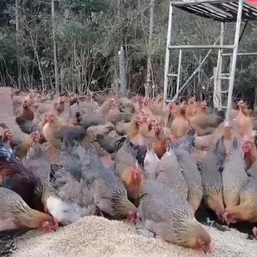 散养黑瑶母鸡