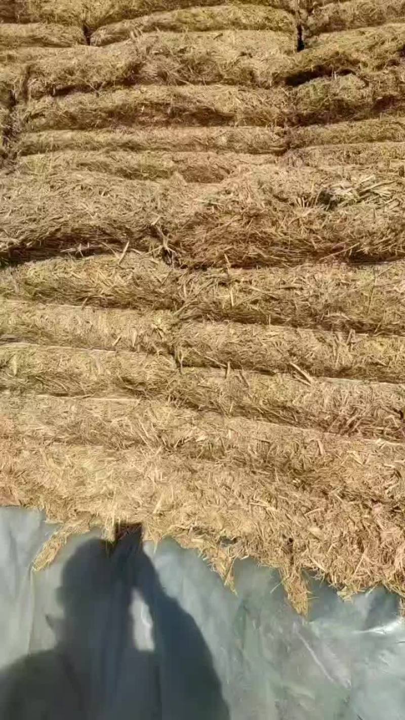 大包克拉斯铡断稻草货好价低