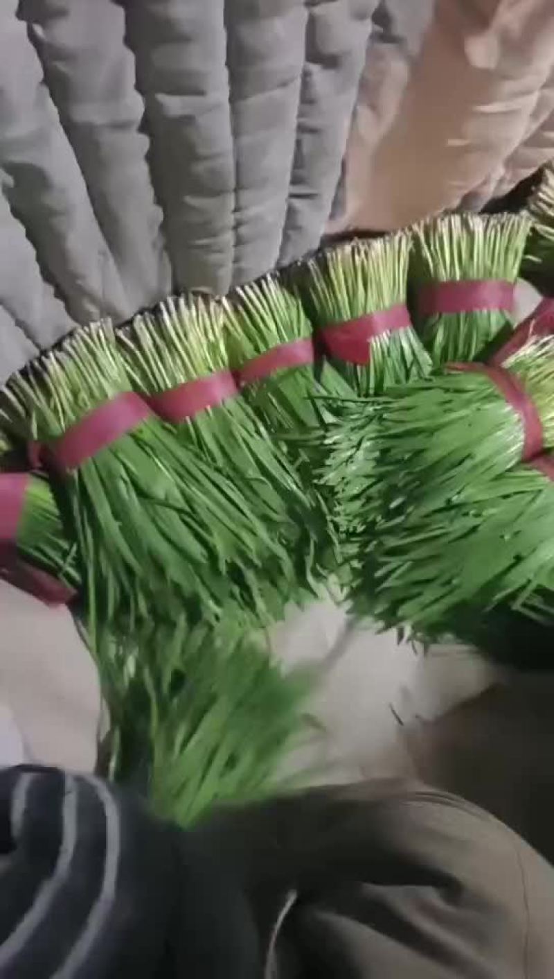 乐亭韭菜，