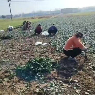 陆地菠菜
