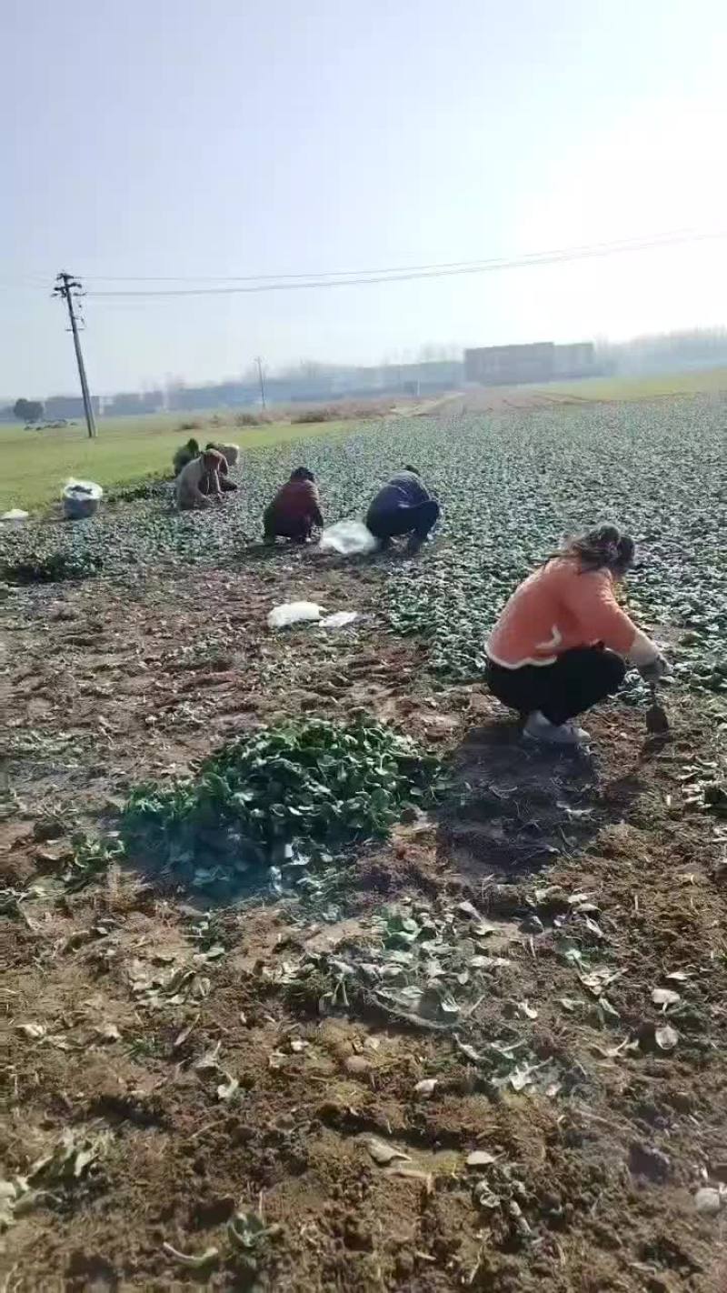 陆地菠菜
