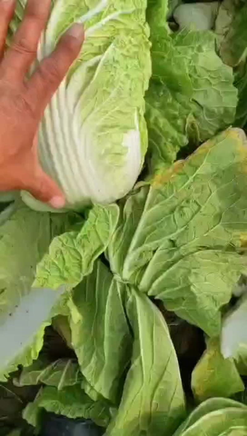 黄心白菜