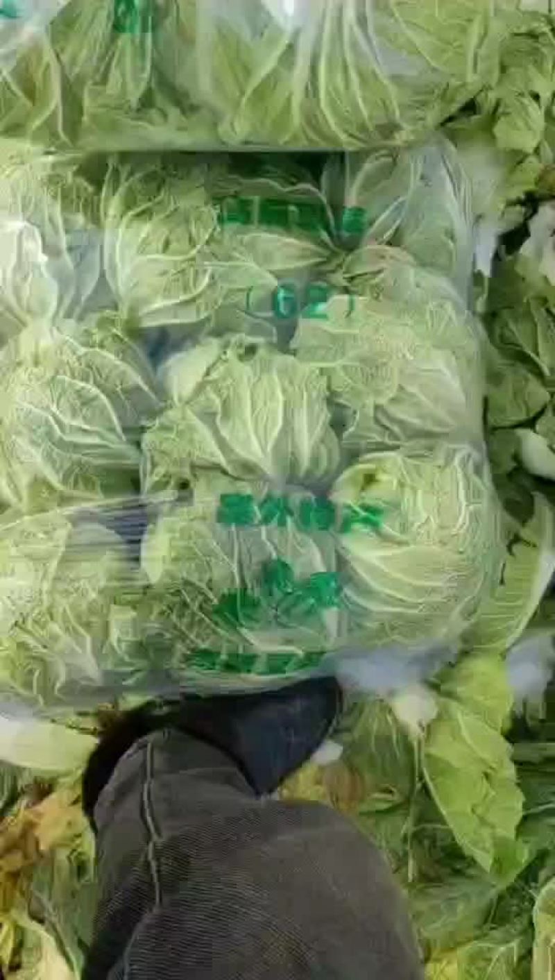 黄心白菜