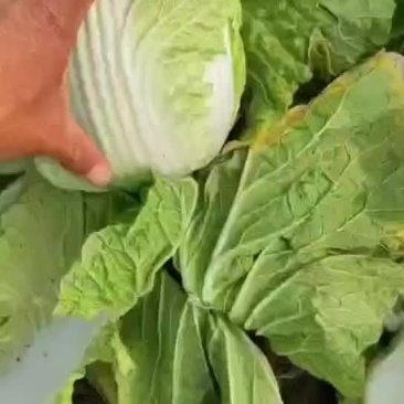 黄心白菜