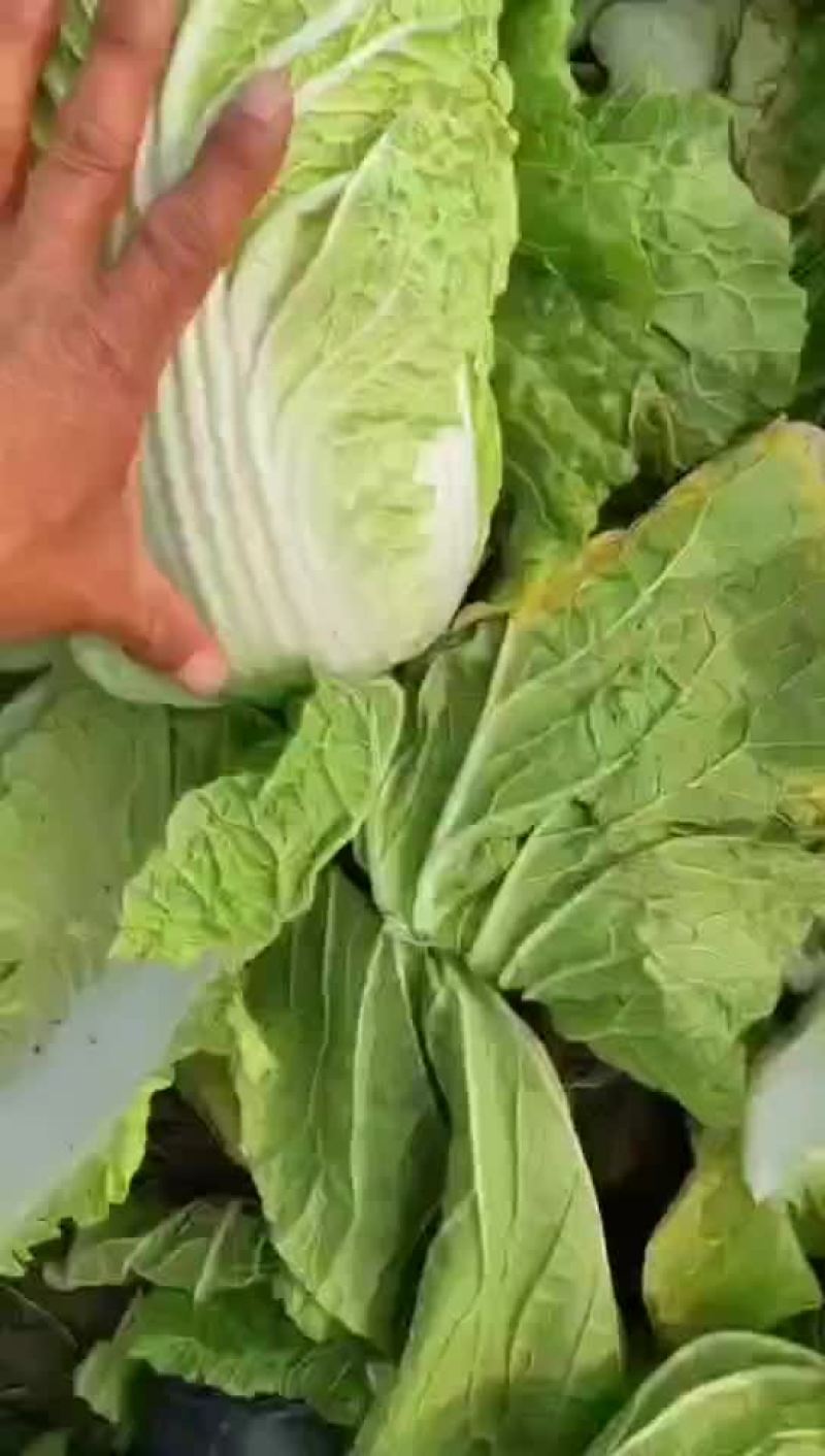 黄心白菜