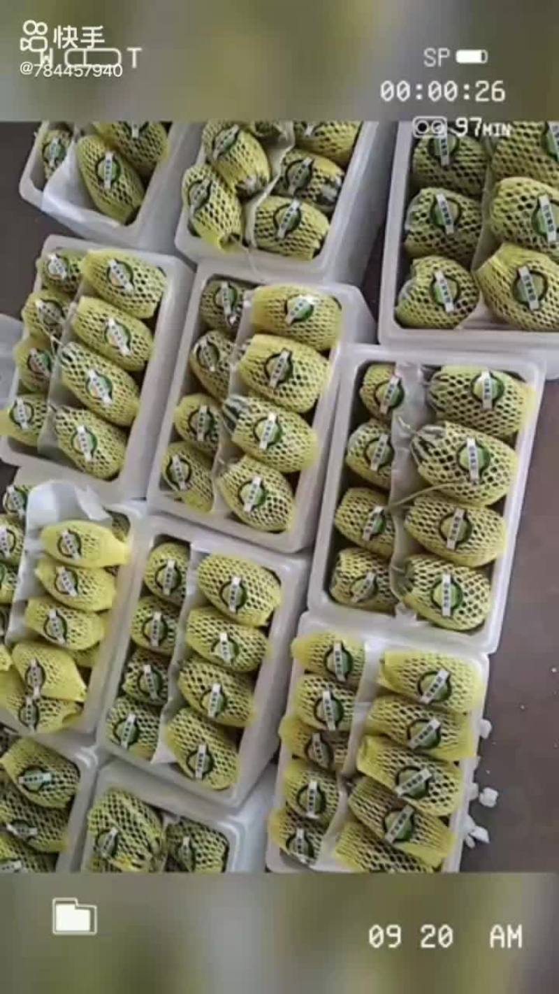 嫁接博洋甜瓜系列种苗