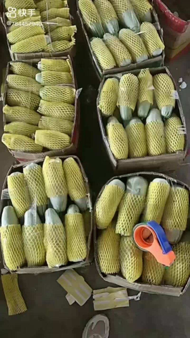 嫁接博洋甜瓜系列种苗