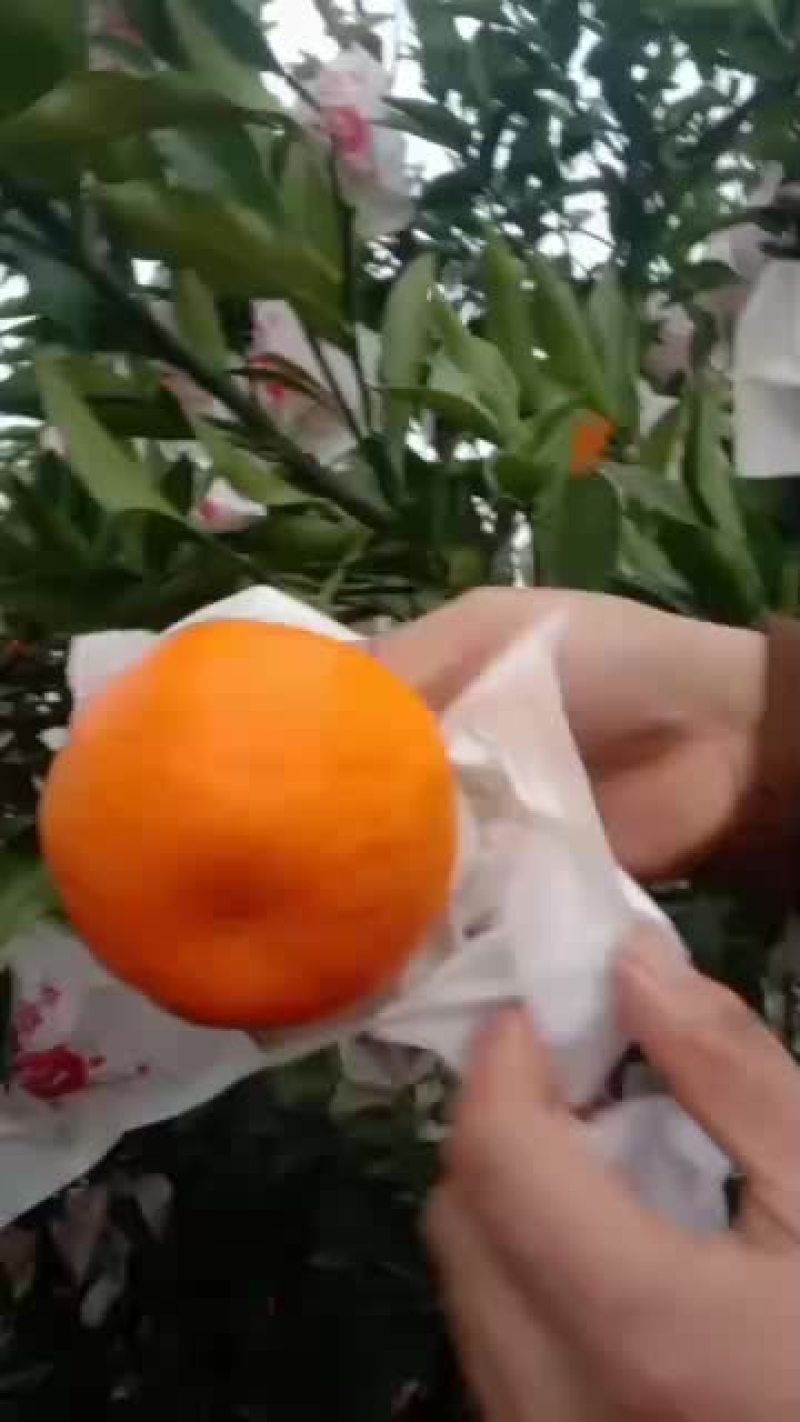 耙耙柑自然成熟，无冻伤无干水，果面干净，70起