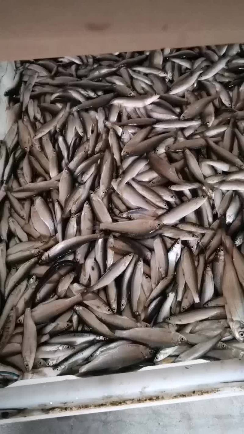 刚上水的小鱼