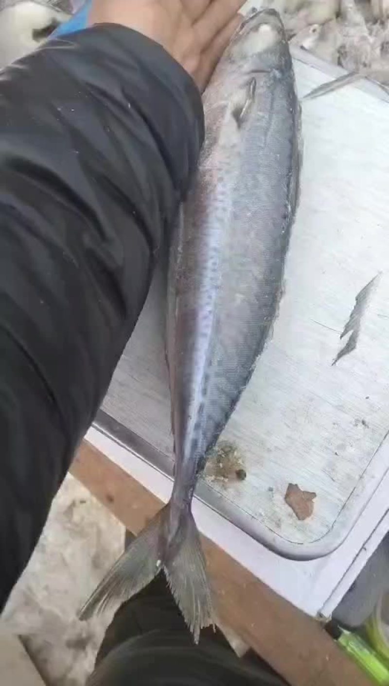 大个鲅鱼