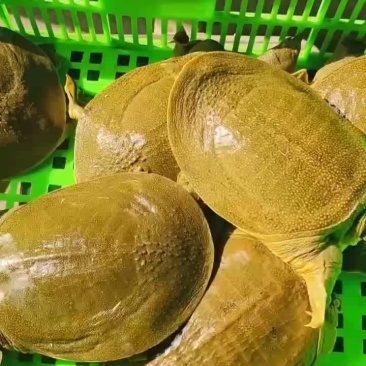 麻辣甲鱼卤甲鱼外塘青黄背1-2-3-4斤规格，支持全国发