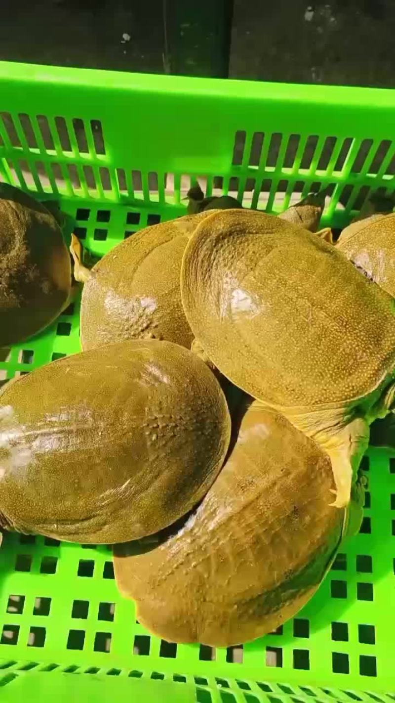 麻辣甲鱼卤甲鱼外塘青黄背1-2-3-4斤规格，支持全国发