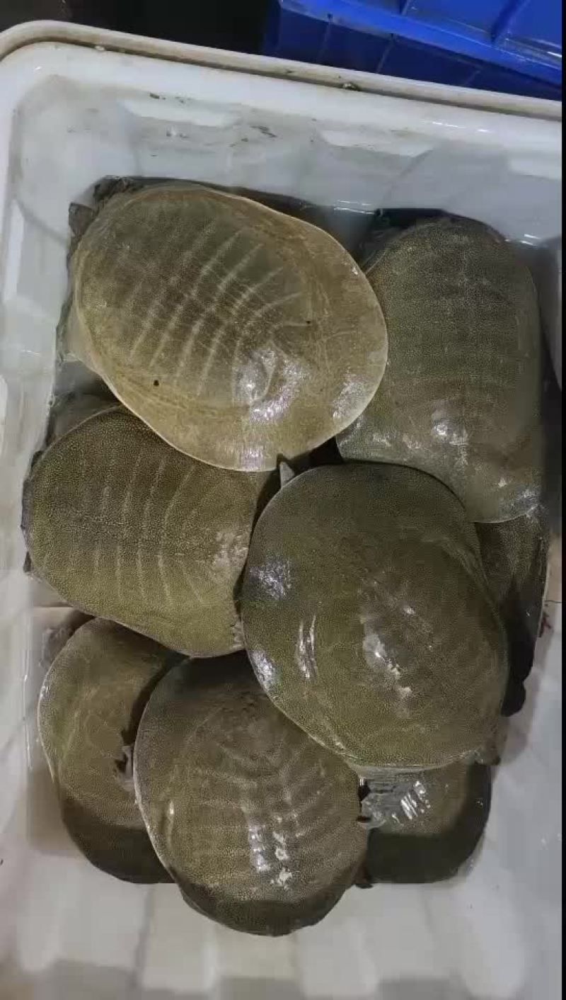 麻辣甲鱼卤甲鱼外塘青黄背1-2-3-4斤规格，支持全国发