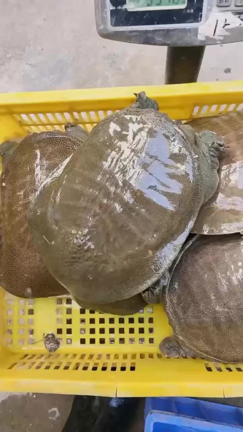 麻辣甲鱼卤甲鱼外塘青黄背1-2-3-4斤规格，支持全国发