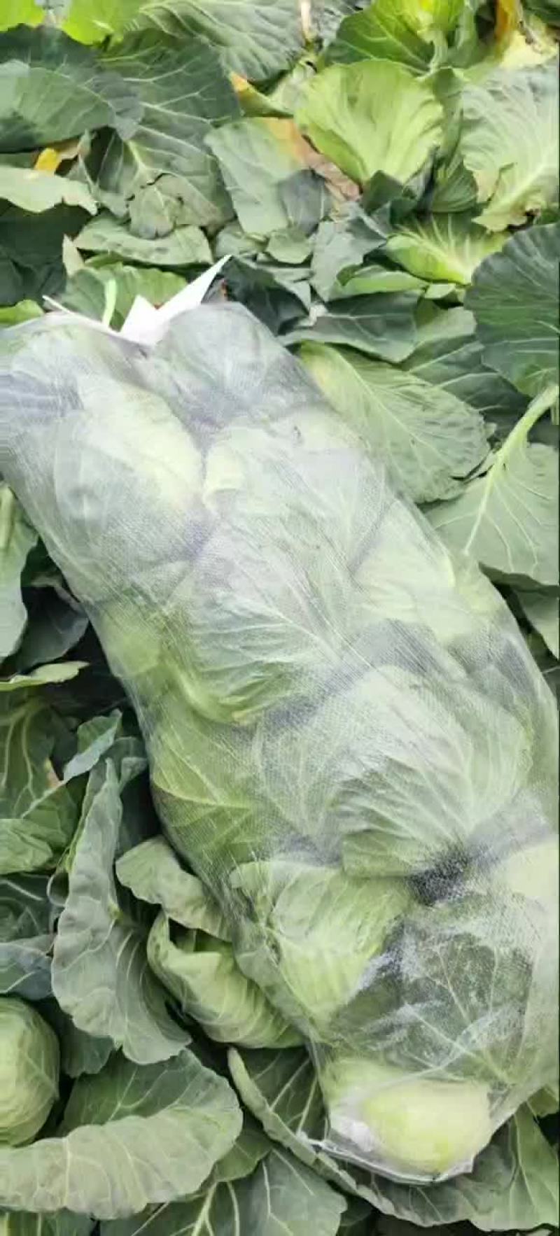 甘蓝