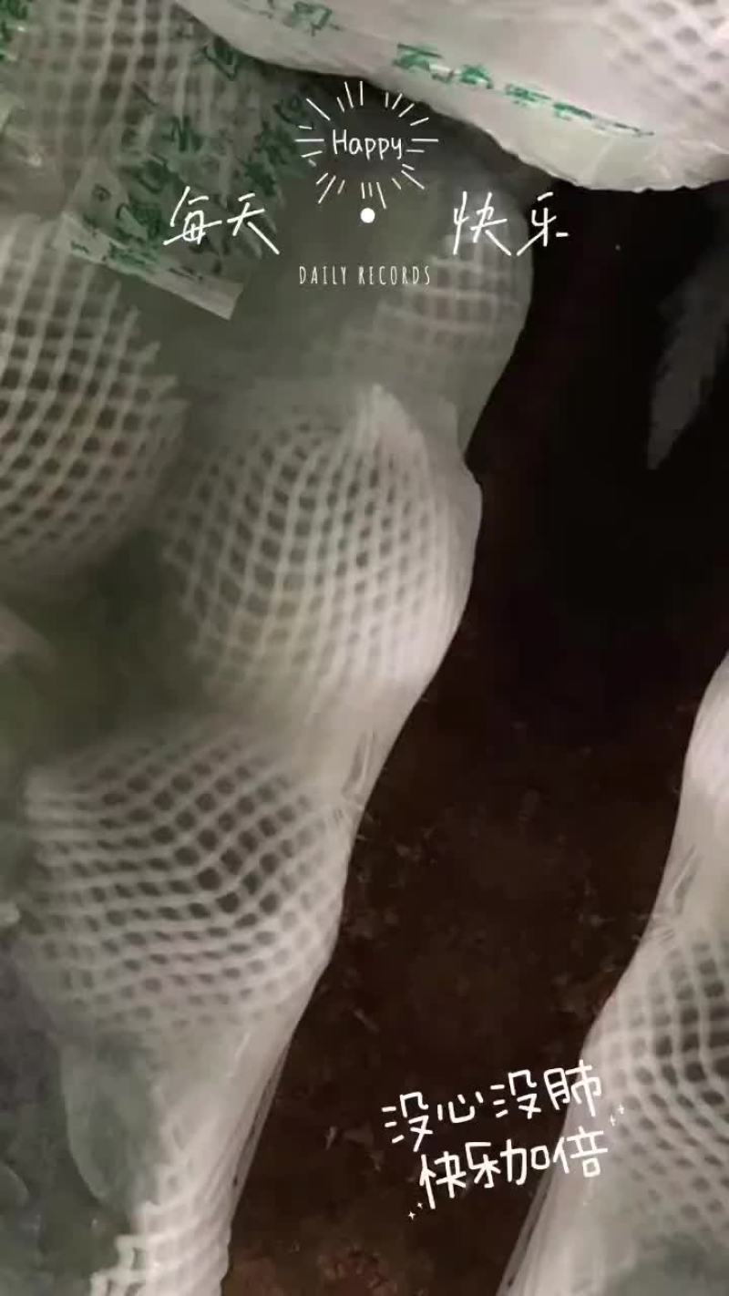 甘蓝