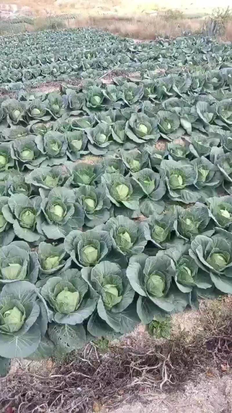 甘蓝