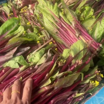 湖北自家红菜苔基地直发
