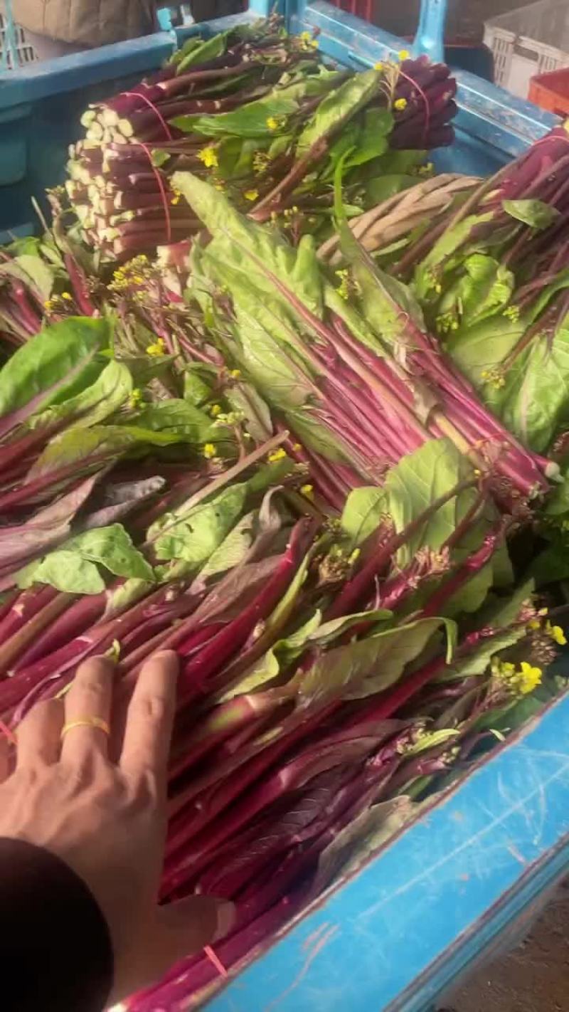 湖北自家红菜苔基地直发