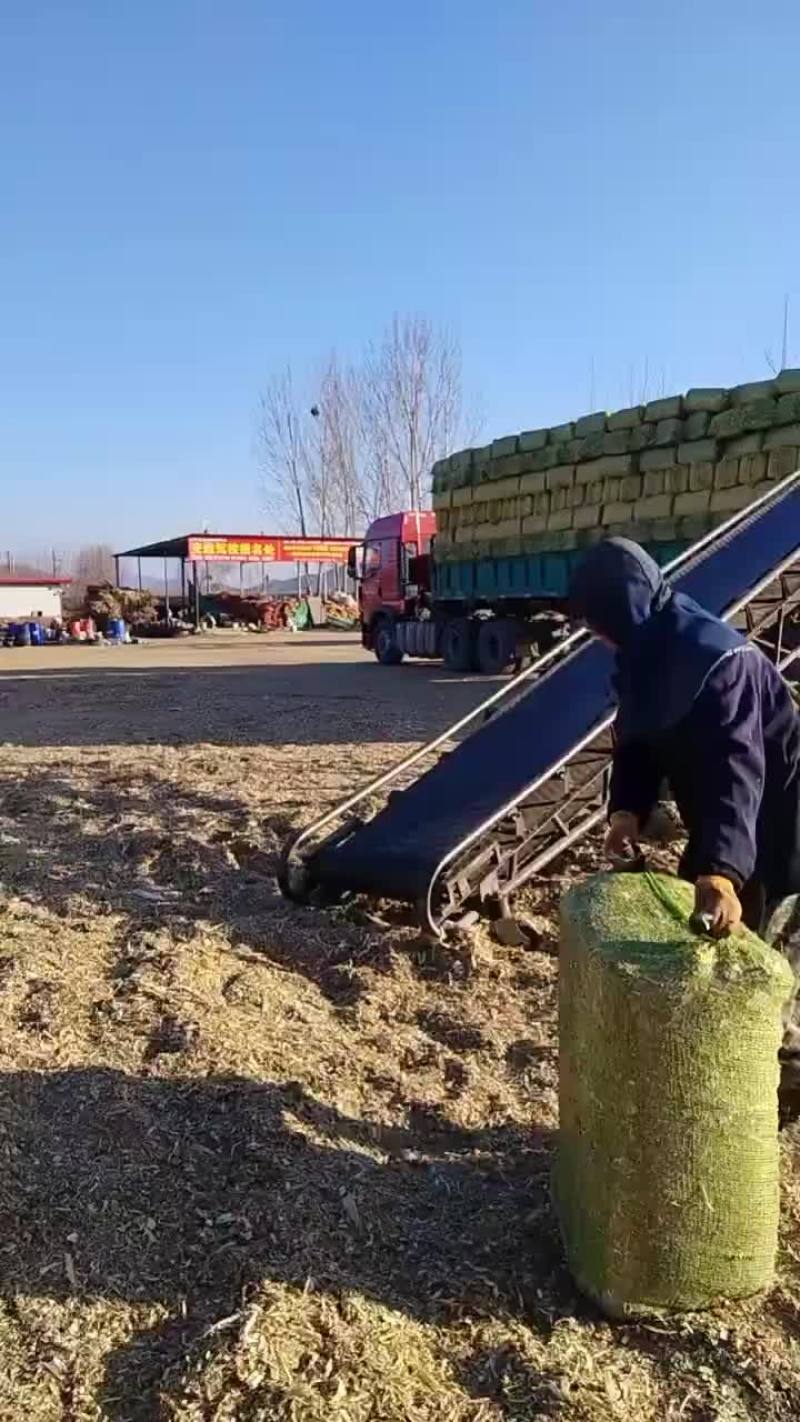 精品人工砸段玉米秸秆