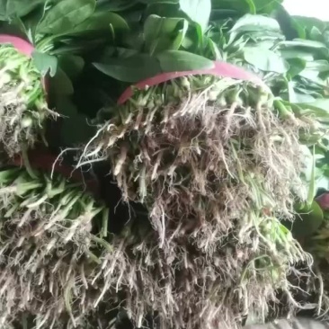 精品菠菜