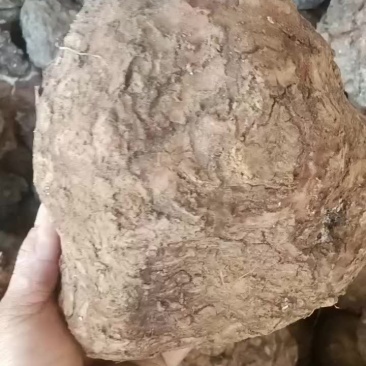 茯苓