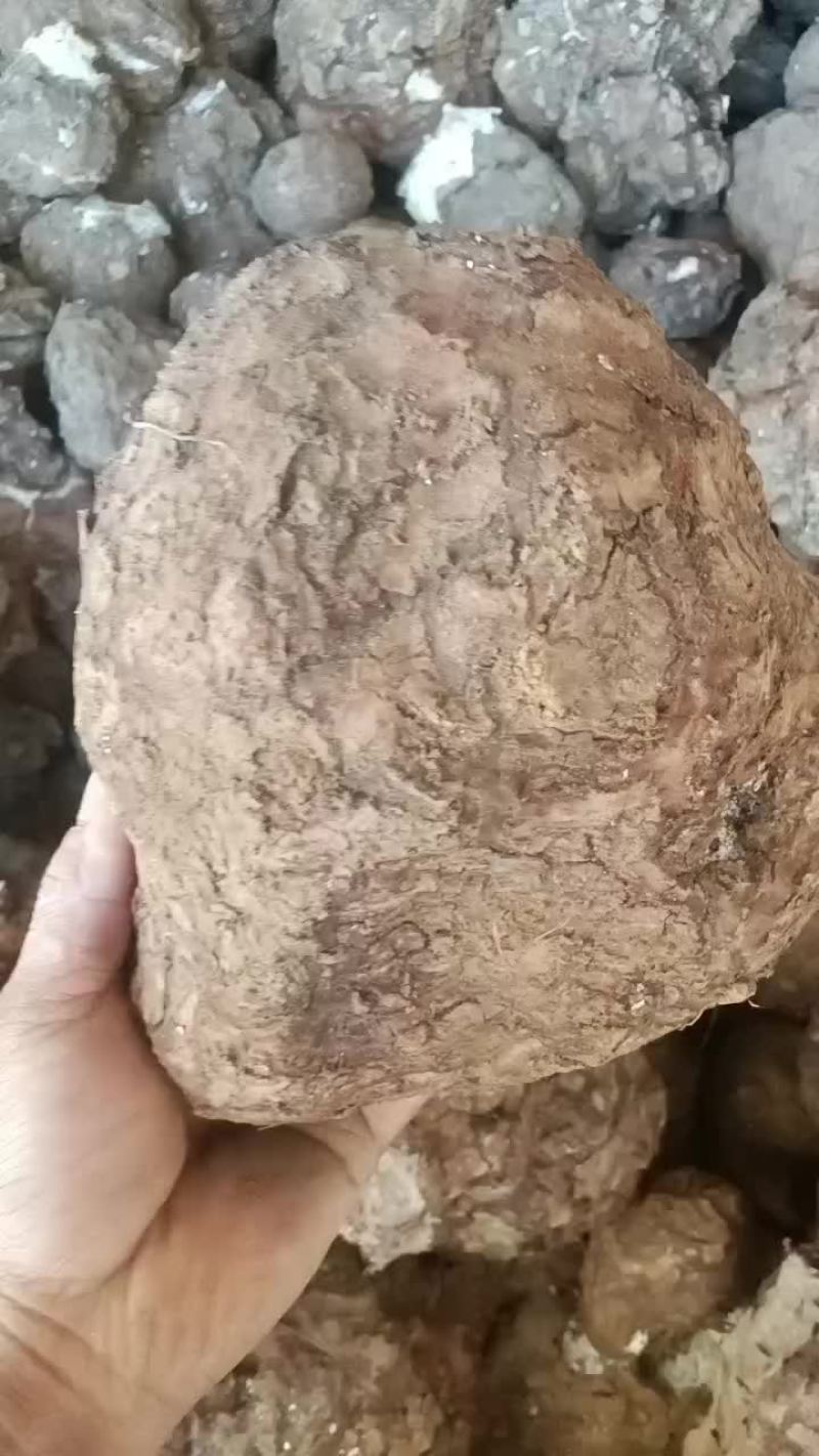 茯苓