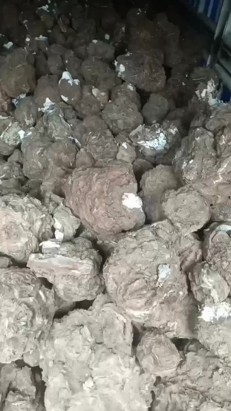 茯苓