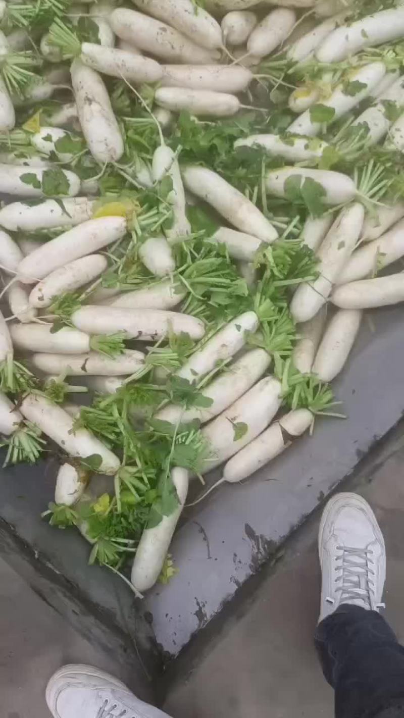 四川白萝卜