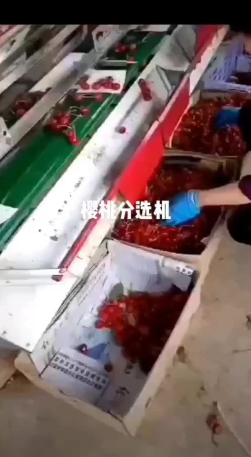 水果分选机选果机自动选果机