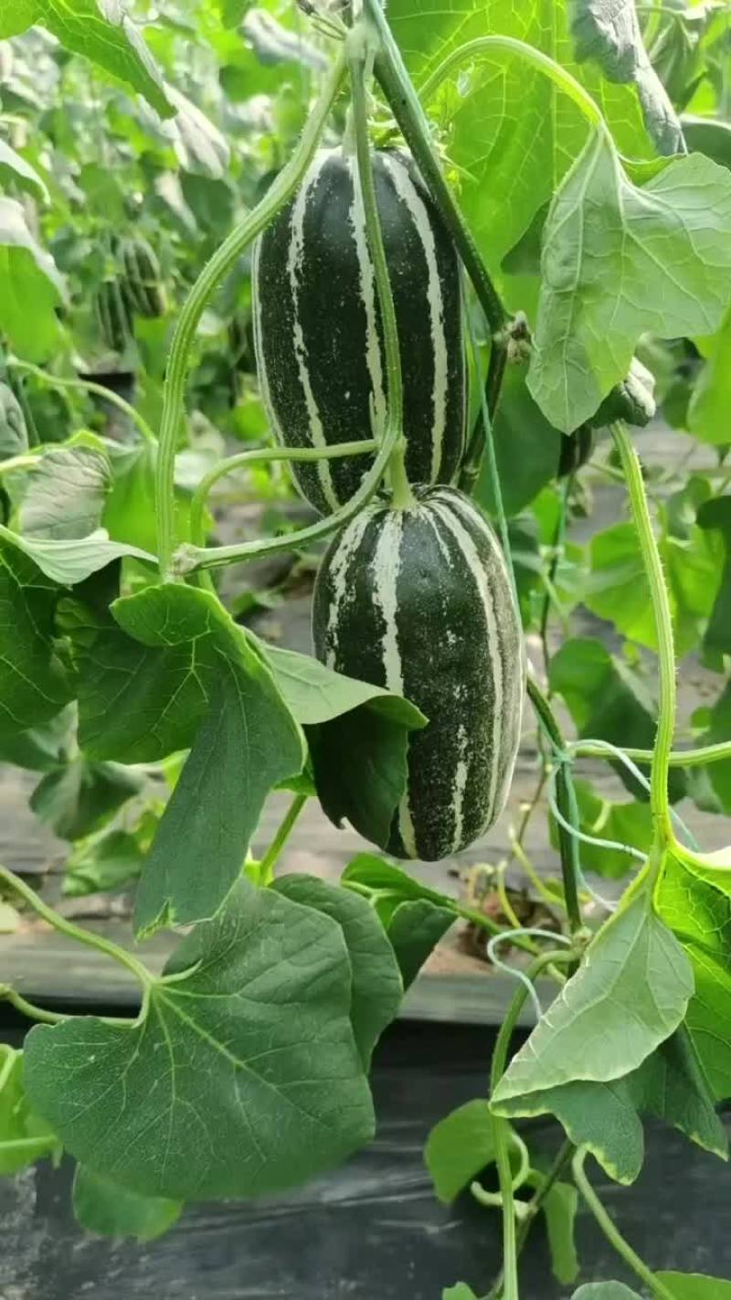 博洋9甜瓜山东博洋9甜瓜脆甜产地直供