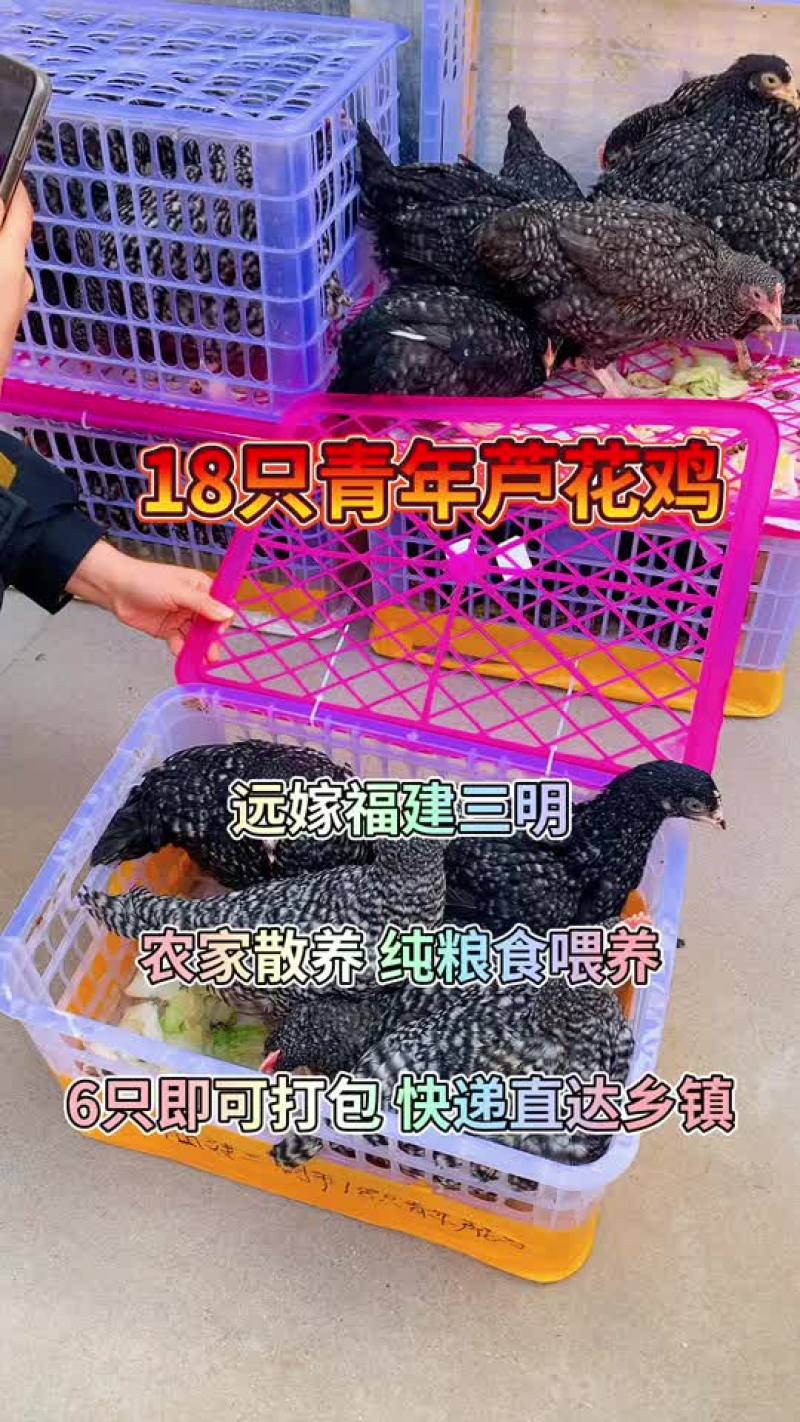 芦花鸡，青年芦花鸡，下蛋芦花鸡
